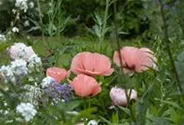 Orientalischer Garten-Mohn 'Helen Elizabeth'