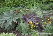 Rheum palmatum var.tanguticum