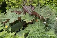 Rheum palmatum var.tanguticum