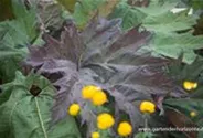 Rheum palmatum var.tanguticum