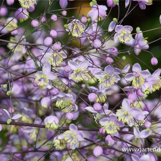 Prächtige Wiesenraute Prächtige Wiesenraute
