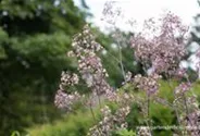 Prächtige Wiesenraute