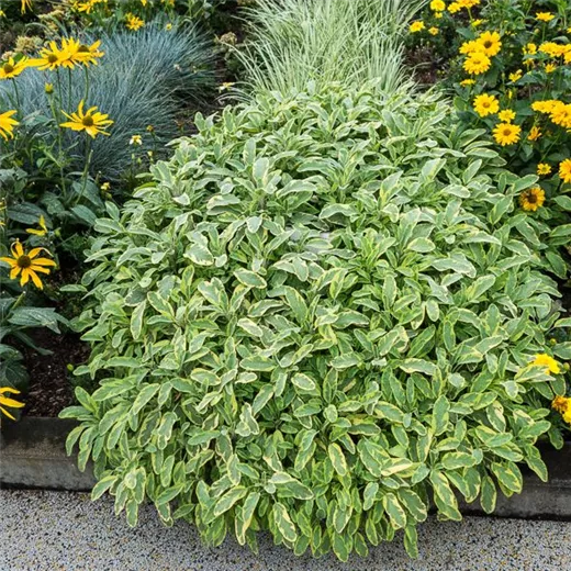 Salvia officinalis 'Icterina' Salvia officinalis 'Icterina'