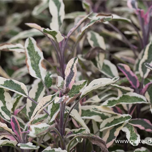 Salvia officinalis 'Tricolor' Salvia officinalis 'Tricolor'