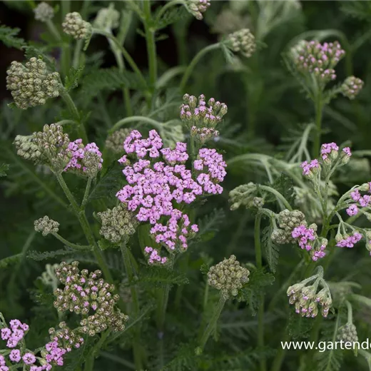 Schafgarbe 'Lilac Beauty' Schafgarbe 'Lilac Beauty'