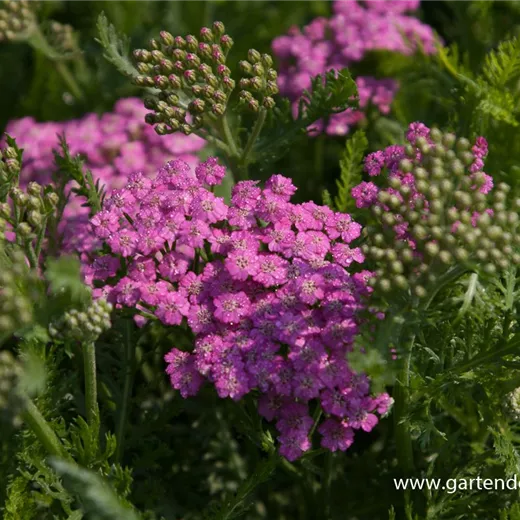 Schafgarbe 'Pink Grapefruit' Schafgarbe 'Pink Grapefruit'