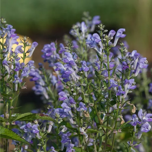 Scutellaria incana Scutellaria incana