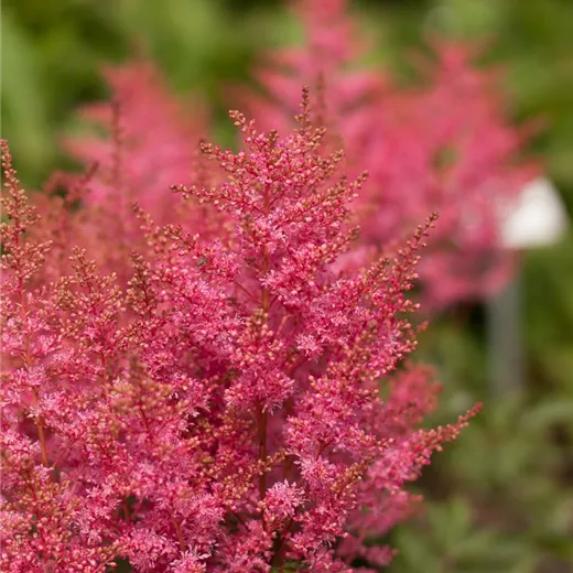 Prachtspiere 'Younique Pink'® Prachtspiere 'Younique Pink'®