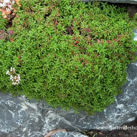Sedum album 'Murale' Sedum album 'Murale'