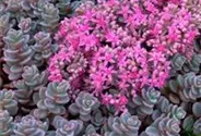 Sedum cyaneum 'Sachalin'