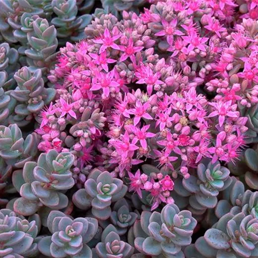 Sedum cyaneum 'Sachalin' Sedum cyaneum 'Sachalin'
