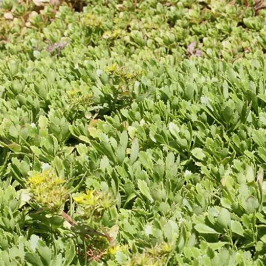 Sedum hybridum 'Immergrünchen' Sedum hybridum 'Immergrünchen'