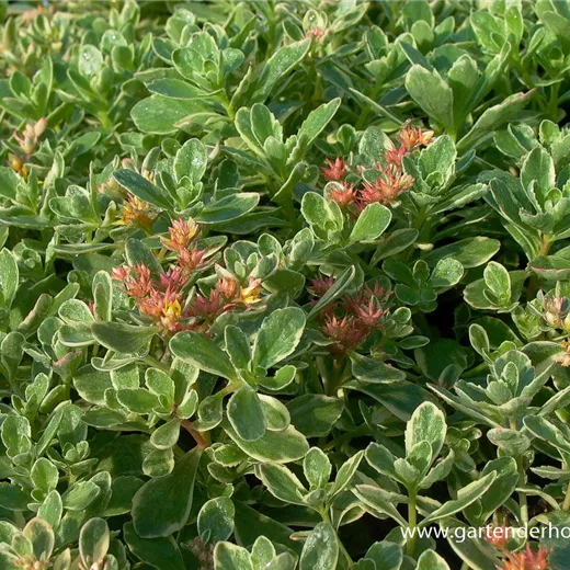 Sedum kamtschaticum 'Variegatum' Sedum kamtschaticum 'Variegatum'