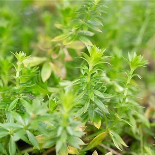 Schein-Waldmeister Schein-Waldmeister