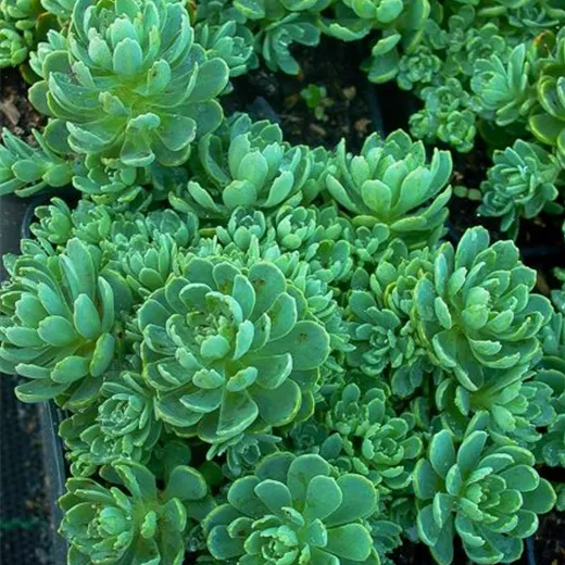 Sedum pachyclados Sedum pachyclados
