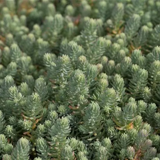 Sedum reflexum Sedum reflexum