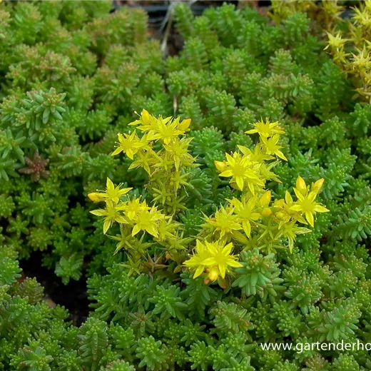 Sedum sexangulare Sedum sexangulare