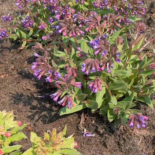 Schmalblättrige Lungenkraut 'Azurea' Schmalblättrige Lungenkraut 'Azurea'