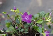 Rotblühendes Immergrün 'Atropurpurea'