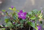 Rotblühendes Immergrün 'Atropurpurea'