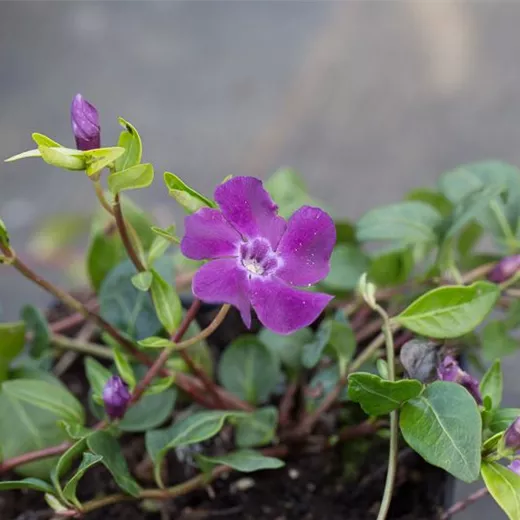 Rotblühendes Immergrün 'Atropurpurea' Rotblühendes Immergrün 'Atropurpurea'