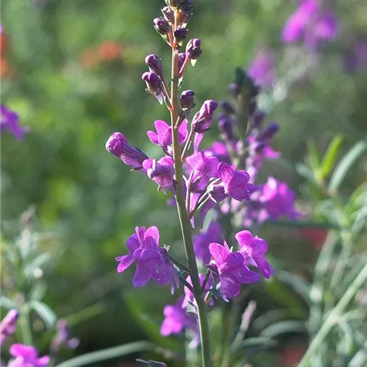 Purpurblütiges Leinkraut Purpurblütiges Leinkraut
