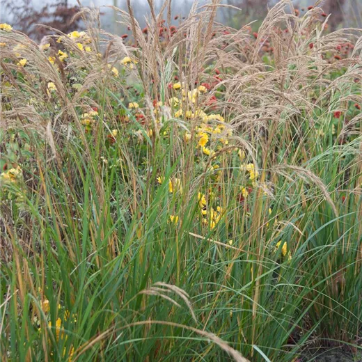 Silberährengras 'Algäu' Silberährengras 'Algäu'
