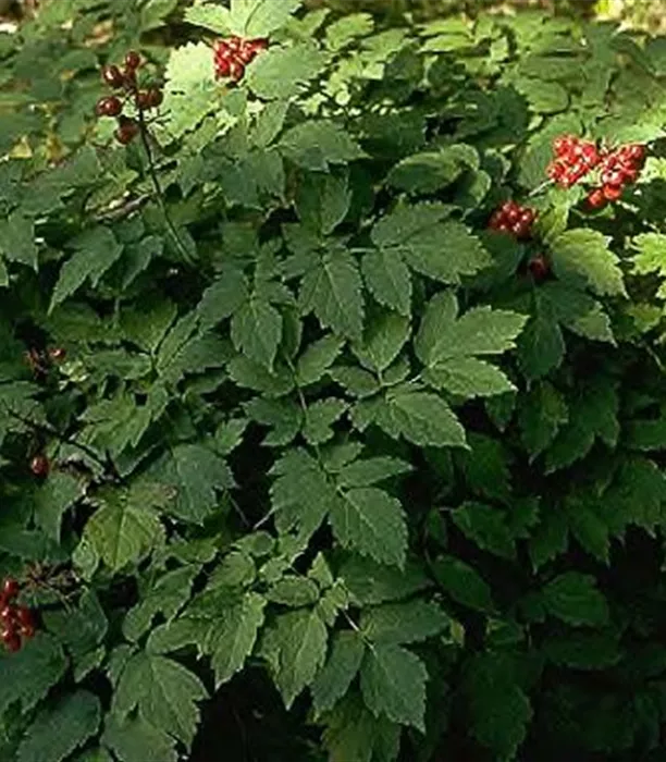 P2000082_1.jpg
