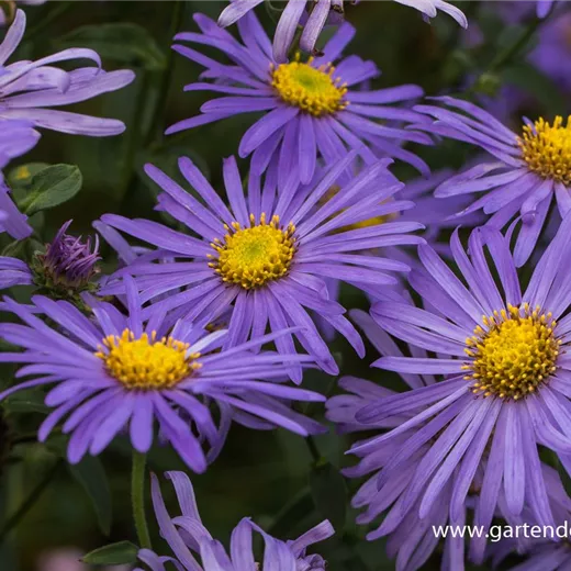 Sommer-Aster 'Mönch' Sommer-Aster 'Mönch'