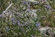 Strand-Aster