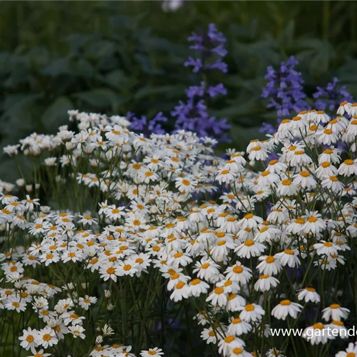 Strauß-Margerite Strauß-Margerite