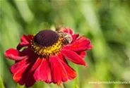Sonnenbraut