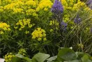Sumpf-Wolfsmilch 'Walenburg´s Glorie'