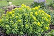 Sumpf-Wolfsmilch 'Walenburg´s Glorie'