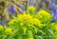 Sumpf-Wolfsmilch 'Walenburg´s Glorie'