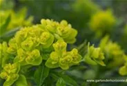 Sumpf-Wolfsmilch 'Walenburg´s Glorie'