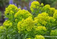Sumpf-Wolfsmilch 'Walenburg´s Glorie'