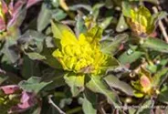Sumpf-Wolfsmilch 'Walenburg´s Glorie'