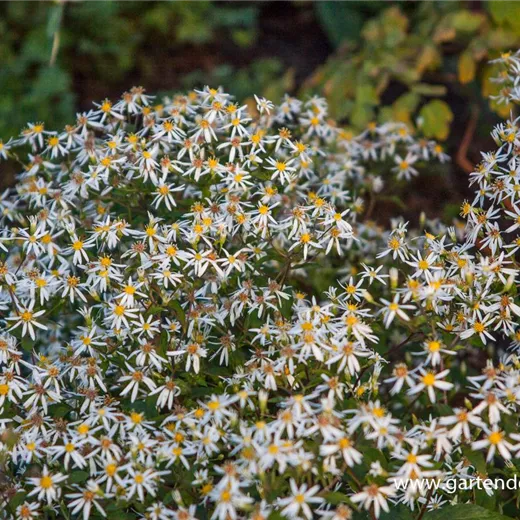 Sperrige Aster Sperrige Aster