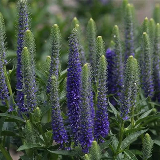 Veronica spicata 'Royal Candles Glory' Veronica spicata 'Royal Candles Glory'