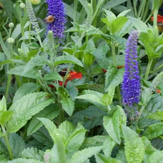 Veronica spicata 'Ulster Dwarf Blue' Veronica spicata 'Ulster Dwarf Blue'