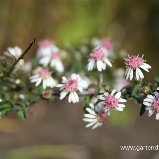 Waagerechte Garten-Aster 'Lady in Black' Waagerechte Garten-Aster 'Lady in Black'