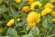 Stauden-Sonnenblume