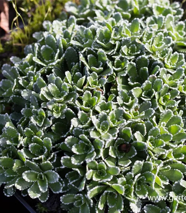 P2004178_1.jpg