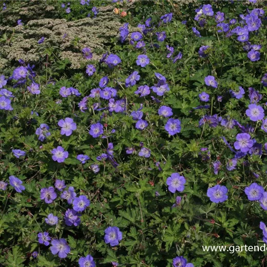 Storchschnabel 'Rozanne'® Storchschnabel 'Rozanne'®