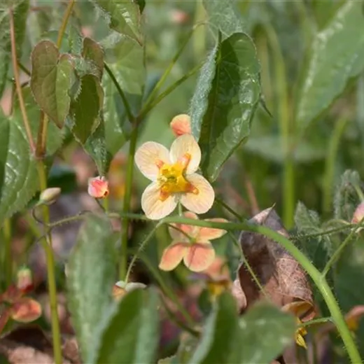 Warley-Garten-Elfenblume 'Orangekönigin' Warley-Garten-Elfenblume 'Orangekönigin'