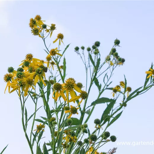 Wechselständigbeblätterter Kronbart Wechselständigbeblätterter Kronbart