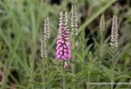 Veronica longifolia 'Pink Eveline' -R-