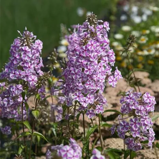 Wiesen-Flammenblume Wiesen-Flammenblume