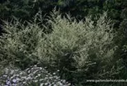 Weißblühender China-Beifuß 'Weiße Dame'